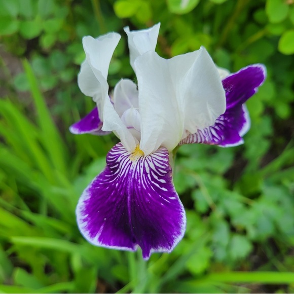 Vintage Koi Brooch - Picture 2 of 4